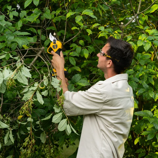 Секатор аккумуляторный, бесщет. DENZEL, CP-30BL, Li-Ion, 20 В, лезвия SK5